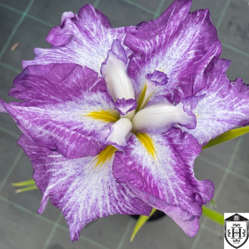 Iris ensata 'Harlequinesque' - Kämpferi iiris 'Harlequinesque' C1/1L